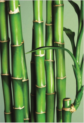 Estratto di bamboo che regala ai capelli una nuova vitalità, un aspetto più sano e un tatto super morbido e setoso