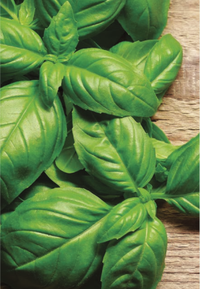 Estratto da cellule di basilico rallenta la caduta dei capelli