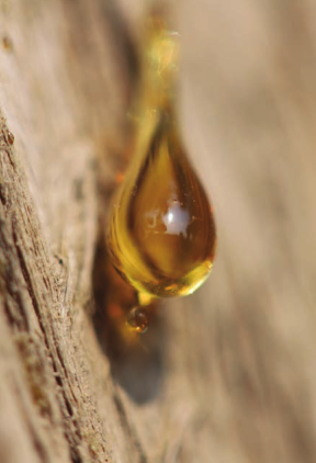 Bisabolo ottenuto dall'olio estratto dal legno di Candeia