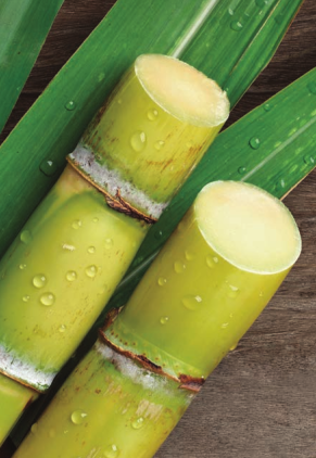 Olio estratto dalla canna da zucchero che migliora la pettinabilità dei capelli