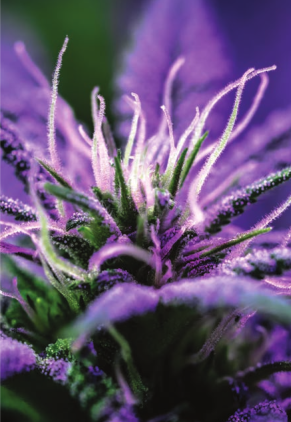 Cannabidiol estratto dalla Canapa per rigenerazione del cuoio capelluto