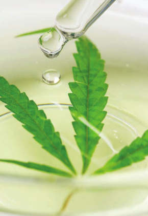 Cannabis Sativa Oil estratto dai semi della Canapa con proprietà lenitive