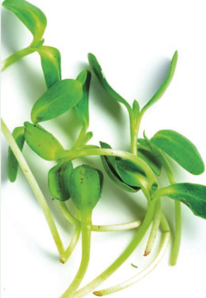 Estratto di germogli di piselli aiuta a ridurre la caduta dei capelli