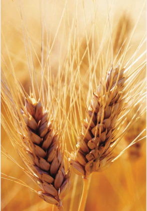 Proteine del grano che proteggono e rinforzano gli steli, riducendo il rischio di rottura o danni di diversa origine